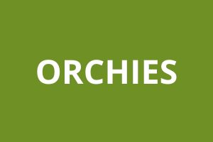 logo agence CAF Orchies